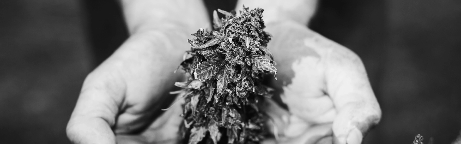 SLIDER_HOME_LAYMUR_1920x600px-3